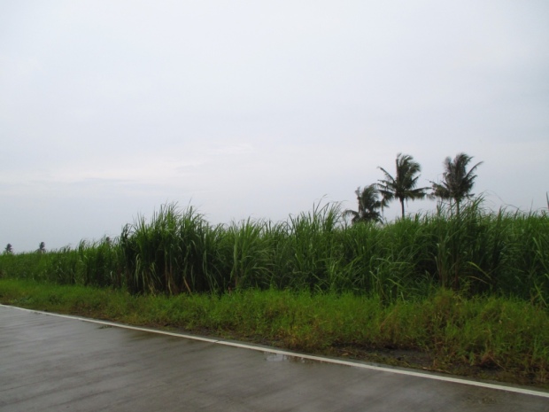 Road going to The Ruins, Talisay, Negros Occidental